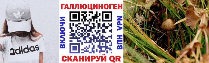 Купить где  Пугачёв  Псилоцибиновые грибы Cubensis 